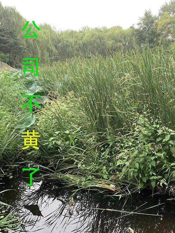公司黄了员工工资怎么样解决